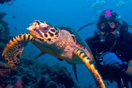 Scuba Diving