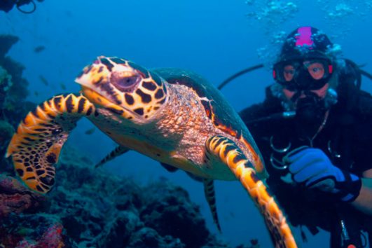 Scuba Diving